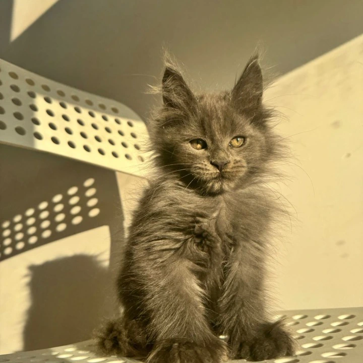 Aladdin Polydactyl Maine Coon Kittens | Buy a kitten. 