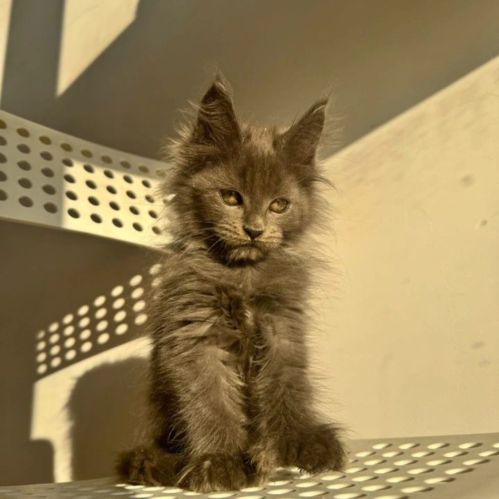 Aladdin Polydactyl Maine Coon Kittens | Buy a kitten. 