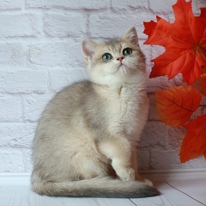 Rafael British Shorthair Kittens | Kitten for sale. 