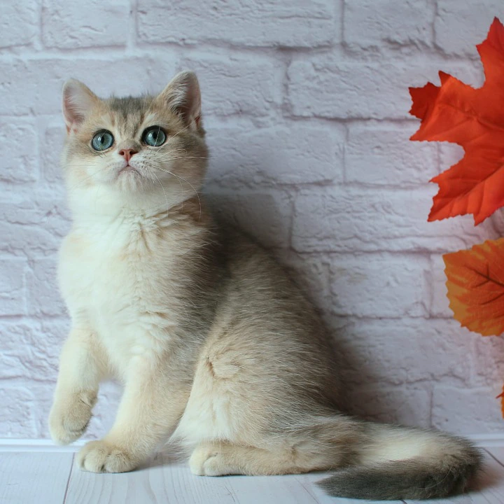 Rafael British Shorthair Kittens | Kitten for sale. 