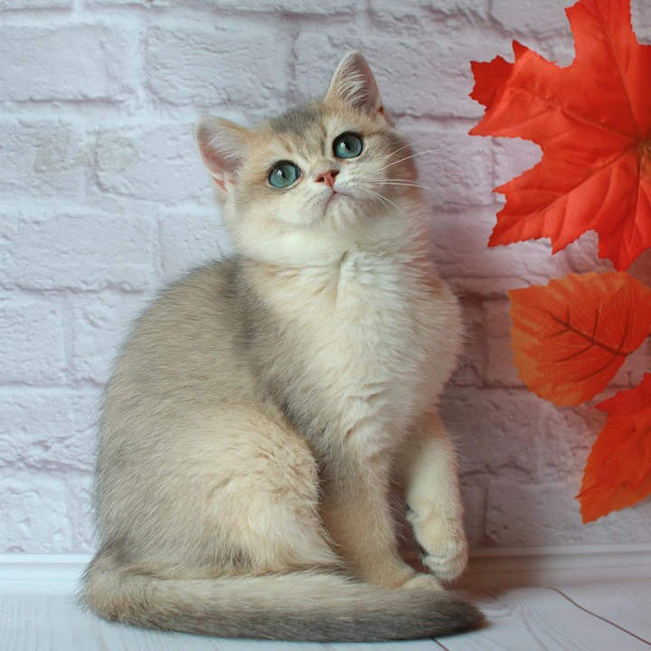 Rafael British Shorthair Kittens | Kitten for sale. 