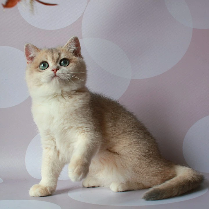 Rakel British Shorthair Kittens | Kittens for sale. 