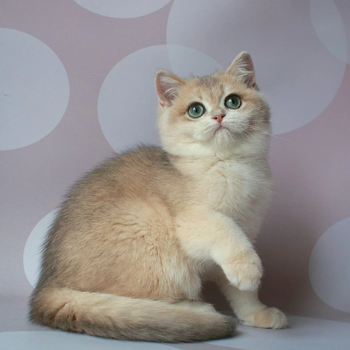 Rakel British Shorthair Kittens | Kittens for sale.