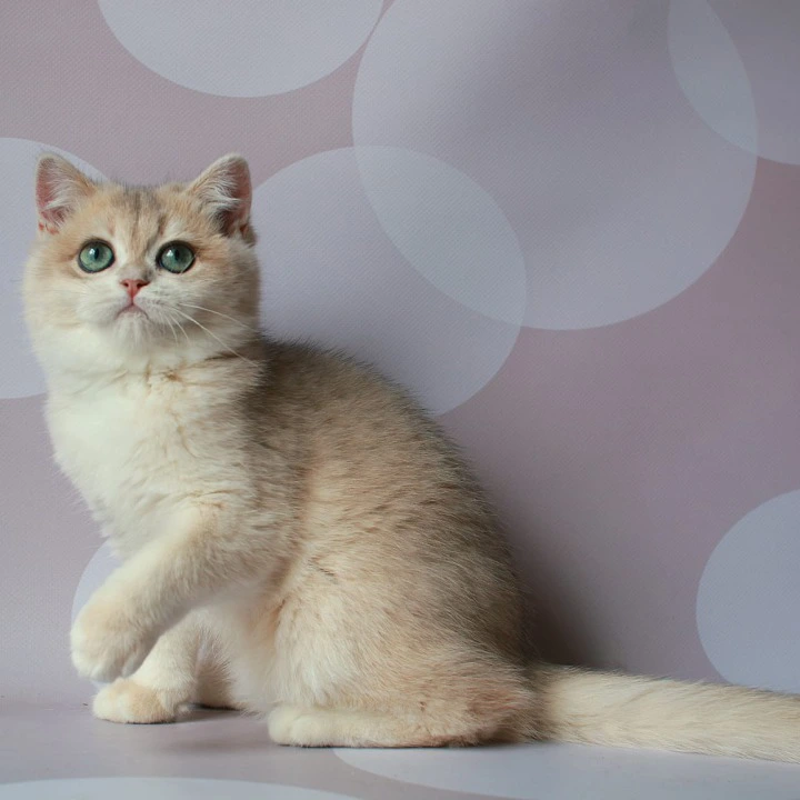 Rakel British Shorthair Kittens | Kittens for sale.