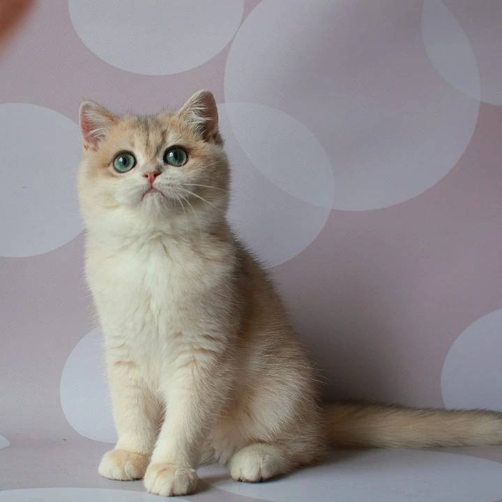 Rakel British Shorthair Kittens | Kittens for sale.