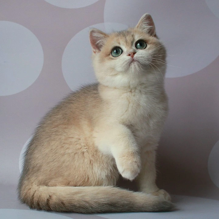 Rakel British Shorthair Kittens | Kittens for sale.