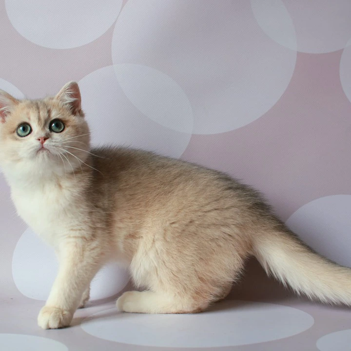 Rakel British Shorthair Kittens | Kittens for sale. 