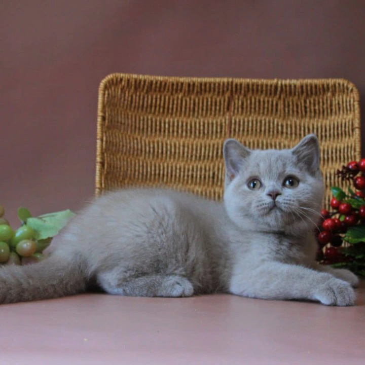 Dayna British Shorthair Kittens | Buy a kitten. 