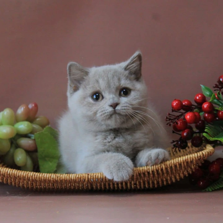 Dayna British Shorthair Kittens | Buy a kitten. 