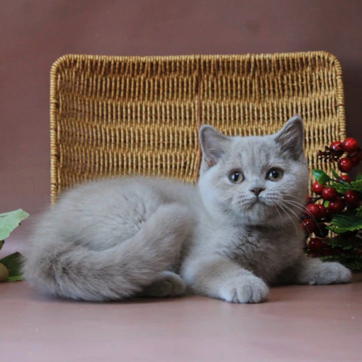 Dayna British Shorthair Kittens | Buy a kitten. 