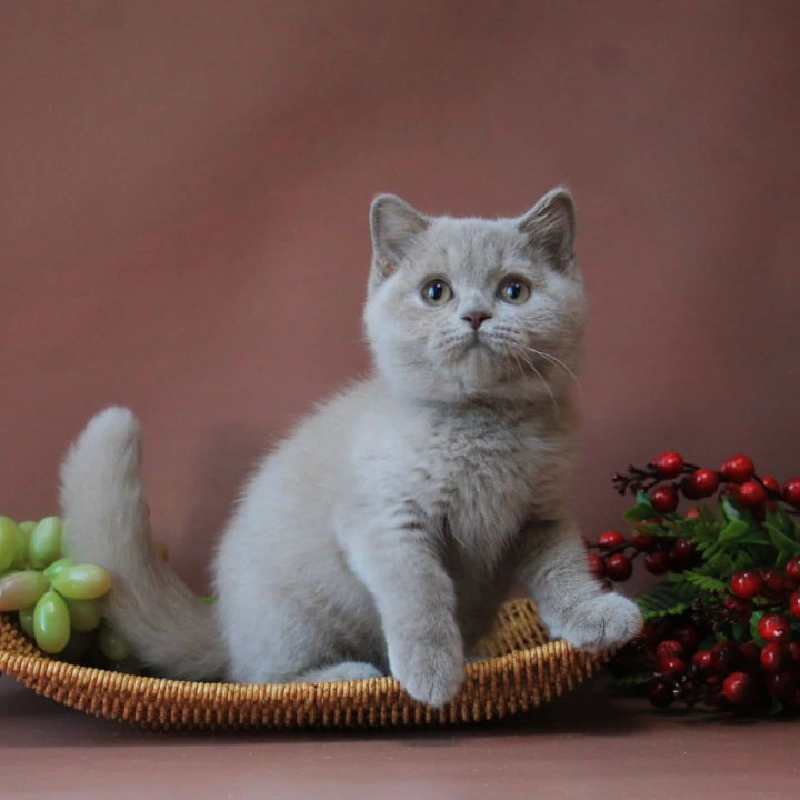 Dayna British Shorthair Kittens | Buy a kitten. 