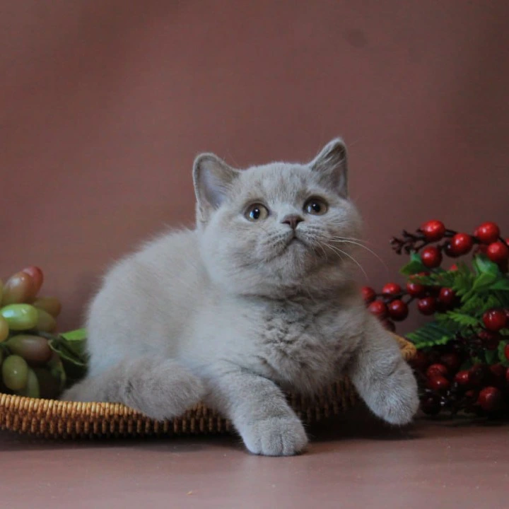 Dayna British Shorthair Kittens | Buy a kitten. 