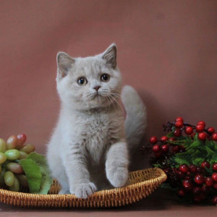 Dayna British Shorthair Kittens | Buy a kitten. 