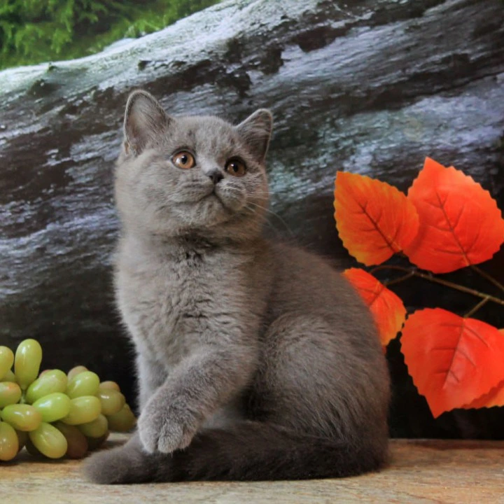 Darina British Shorthair Kittens | Kittens for sale. 