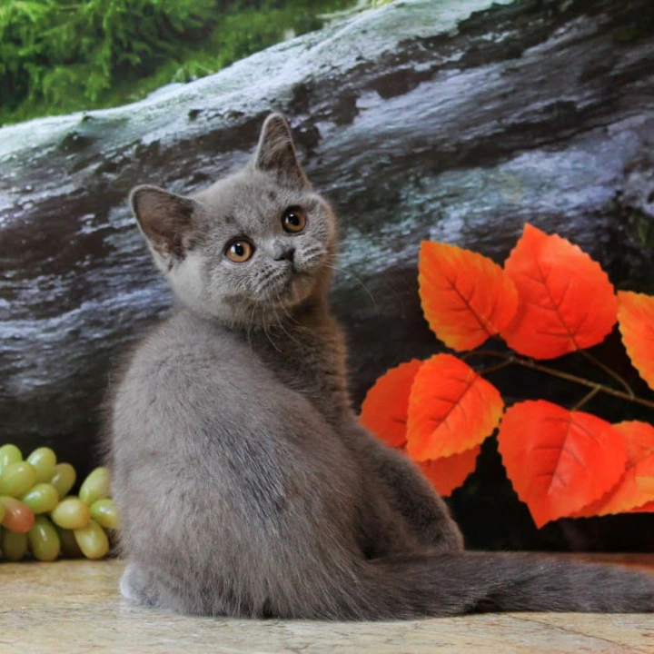 Darina British Shorthair Kittens | Kittens for sale. 