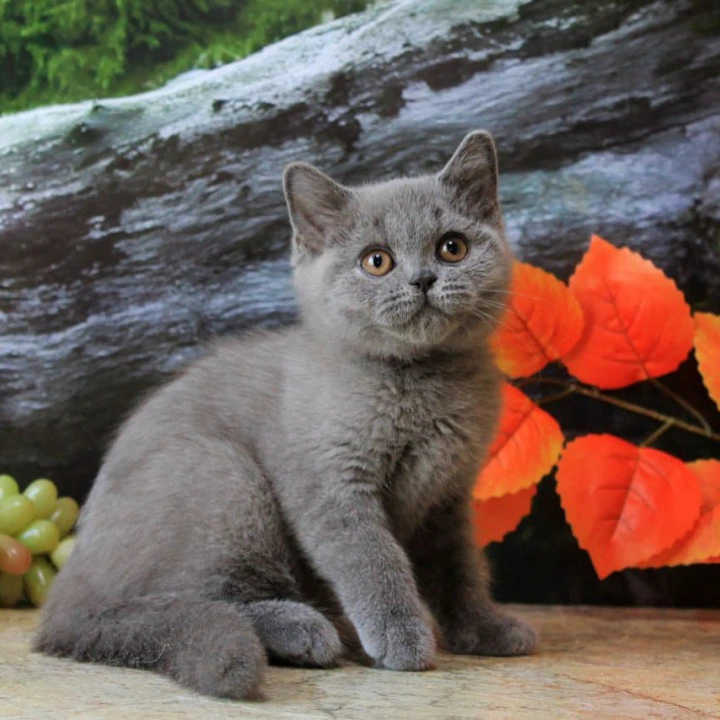 Darina British Shorthair Kittens | Kittens for sale. 