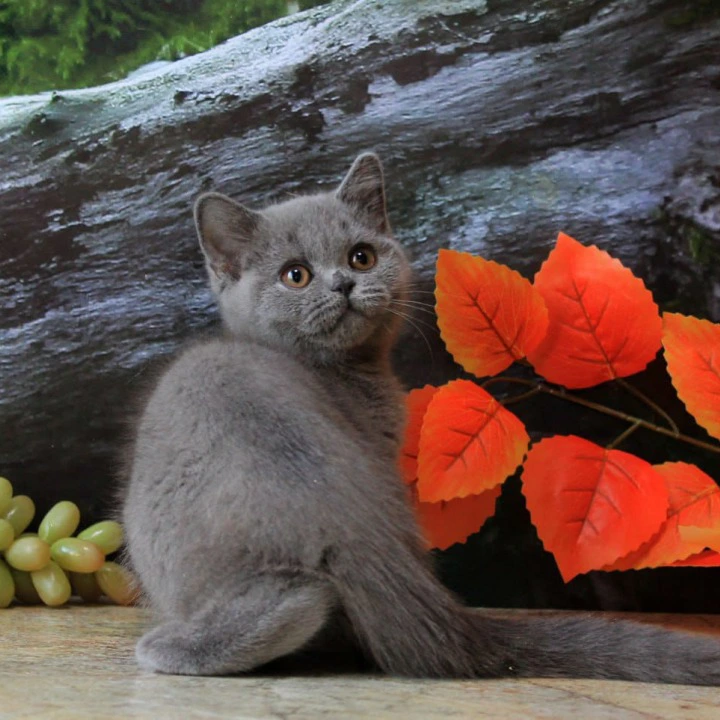 Darina British Shorthair Kittens | Kittens for sale. 