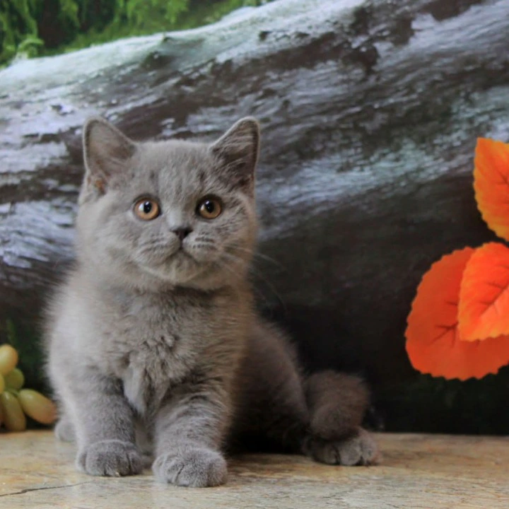 Darina British Shorthair Kittens | Kittens for sale. 