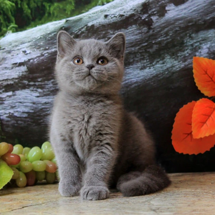 Darina British Shorthair Kittens | Kittens for sale. 