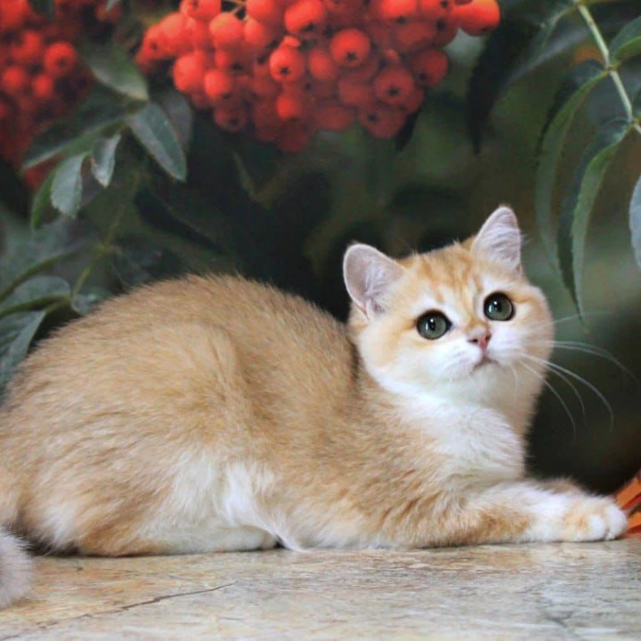 Heyli British Shorthair Kittens | Kittens for sale. 