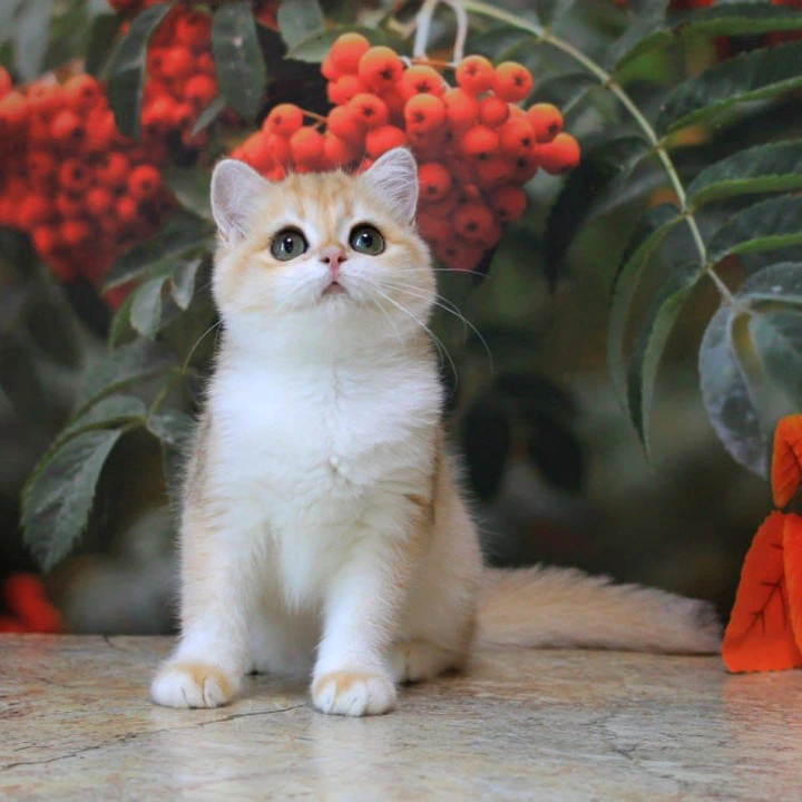 Heyli British Shorthair Kittens | Kittens for sale. 