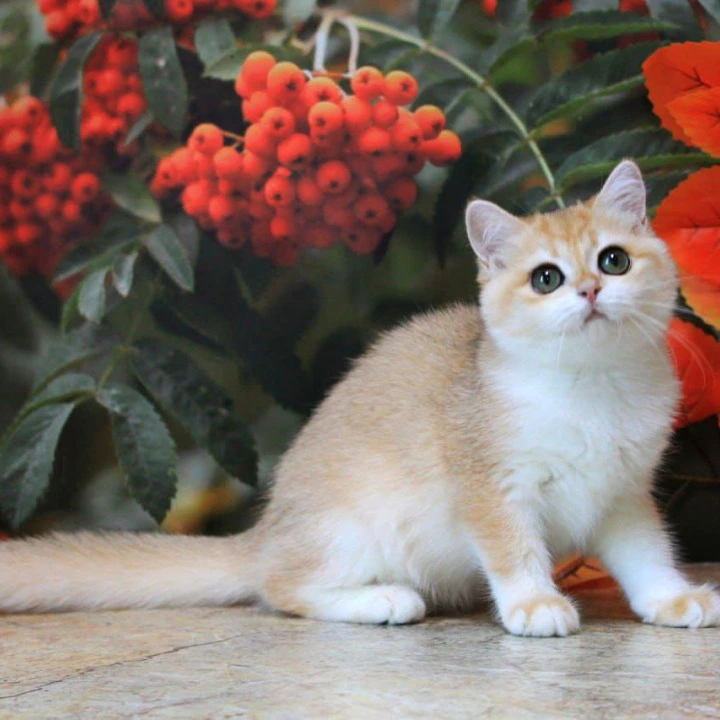 Heyli British Shorthair Kittens | Kittens for sale. 