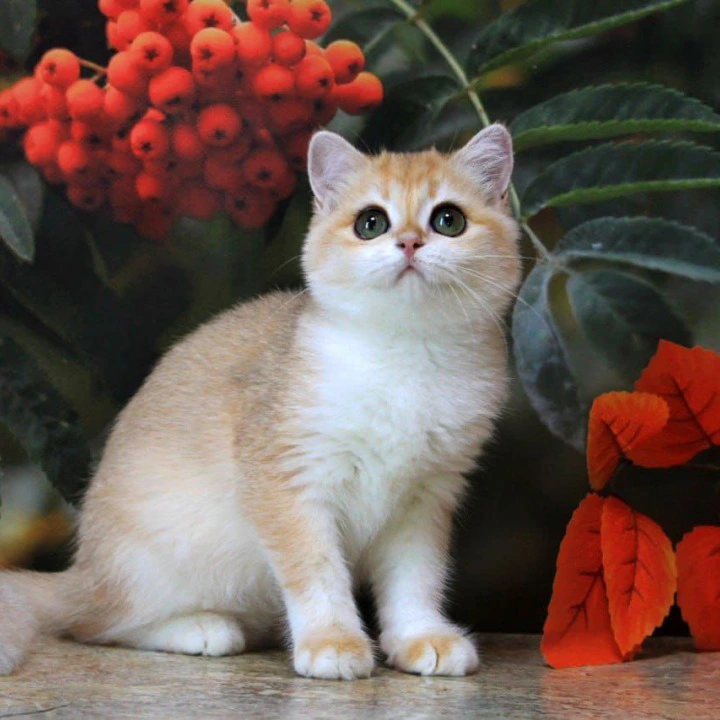 Heyli British Shorthair Kittens | Kittens for sale. 