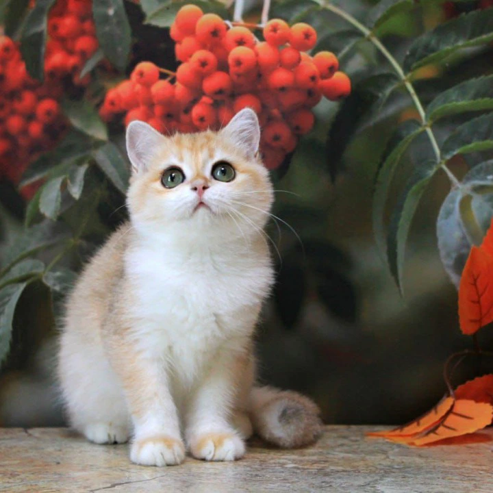 Heyli British Shorthair Kittens | Kittens for sale. 
