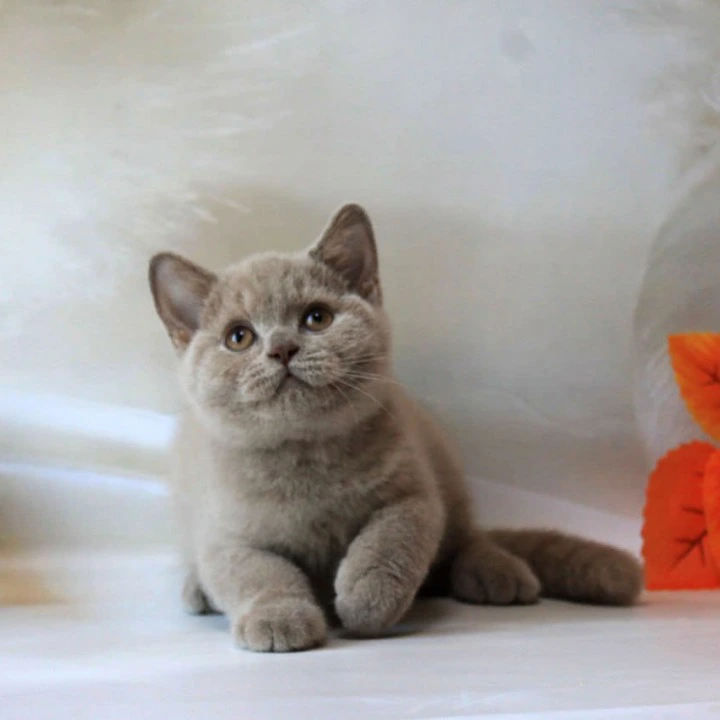 Daymond British Shorthair Kittens | Large selection of kittens. 