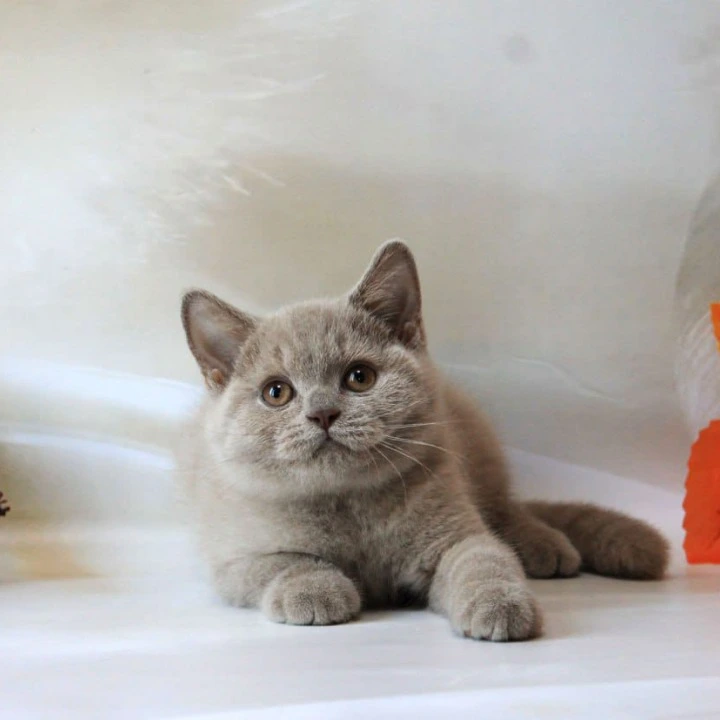 Daymond British Shorthair Kittens | Large selection of kittens. 