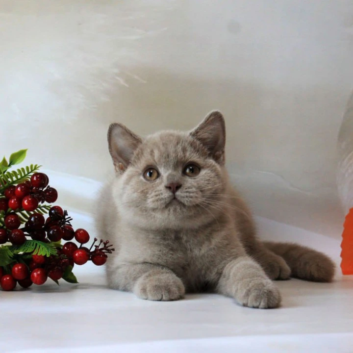 Daymond British Shorthair Kittens | Large selection of kittens. 