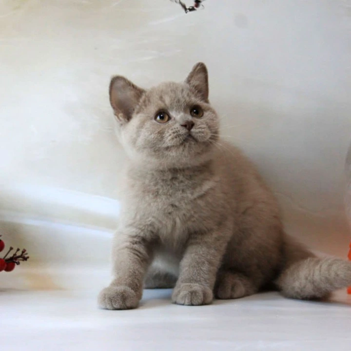Daymond British Shorthair Kittens | Large selection of kittens. 