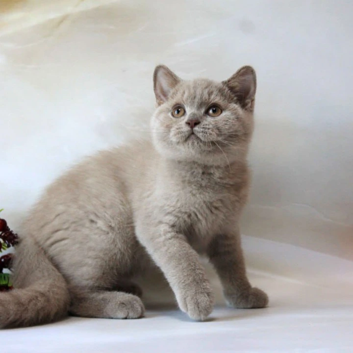 Daymond British Shorthair Kittens | Large selection of kittens. 
