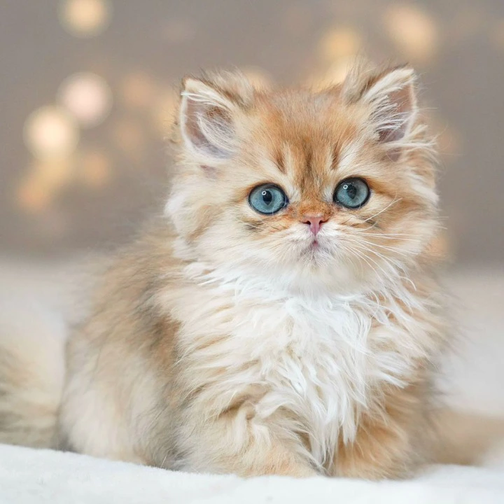 Platon A Longhair British Shorthair Kittens | Kitten for sale. 