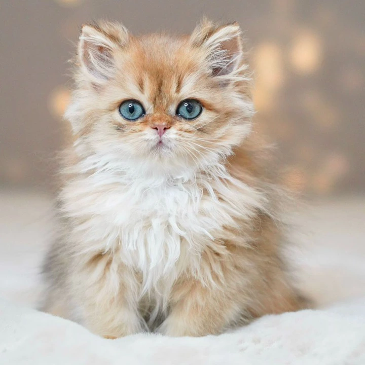 Platon A Longhair British Shorthair Kittens | Kitten for sale. 