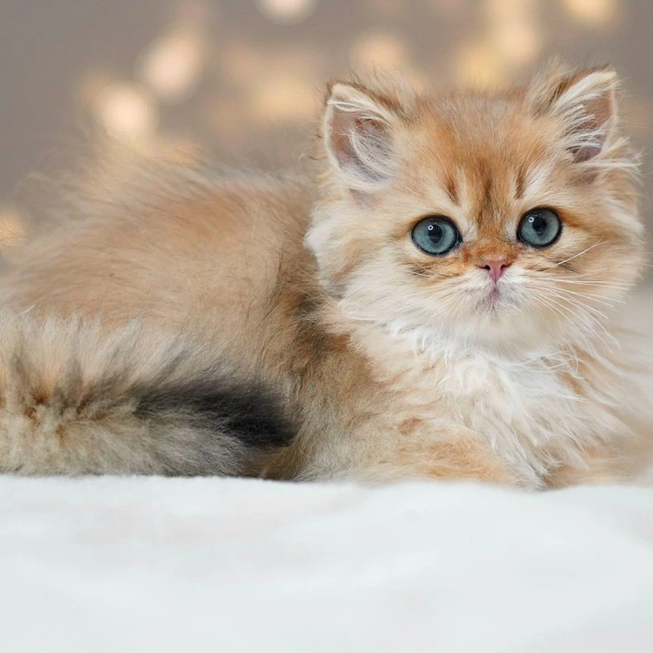 Platon A Longhair British Shorthair Kittens | Kitten for sale. 