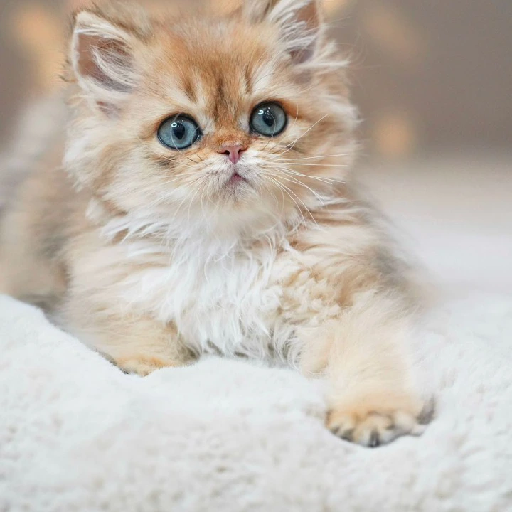 Platon A Longhair British Shorthair Kittens | Kitten for sale. 