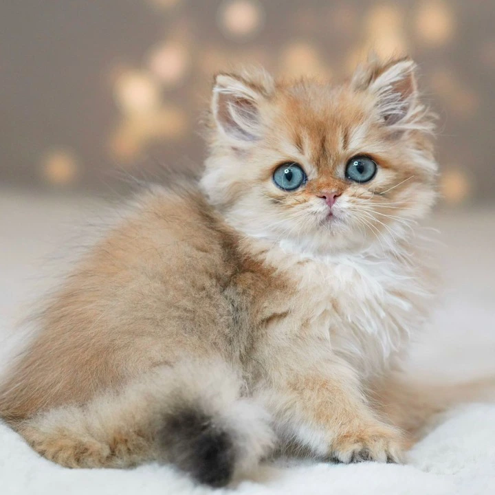 Platon A Longhair British Shorthair Kittens | Kitten for sale. 