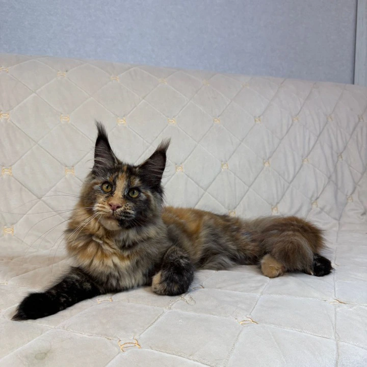 Afina Maine Coon Kittens | Buy a kitten. 