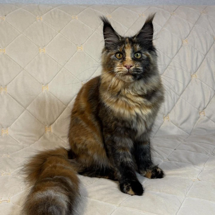 Afina Maine Coon Kittens | Buy a kitten. 