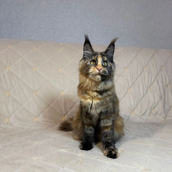 Afina Maine Coon Kittens | Buy a kitten. 