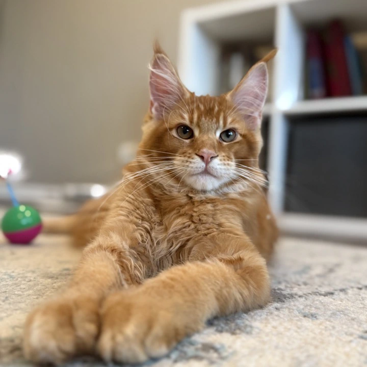 Orange Maine Coon Kittens | Kitten for sale. 