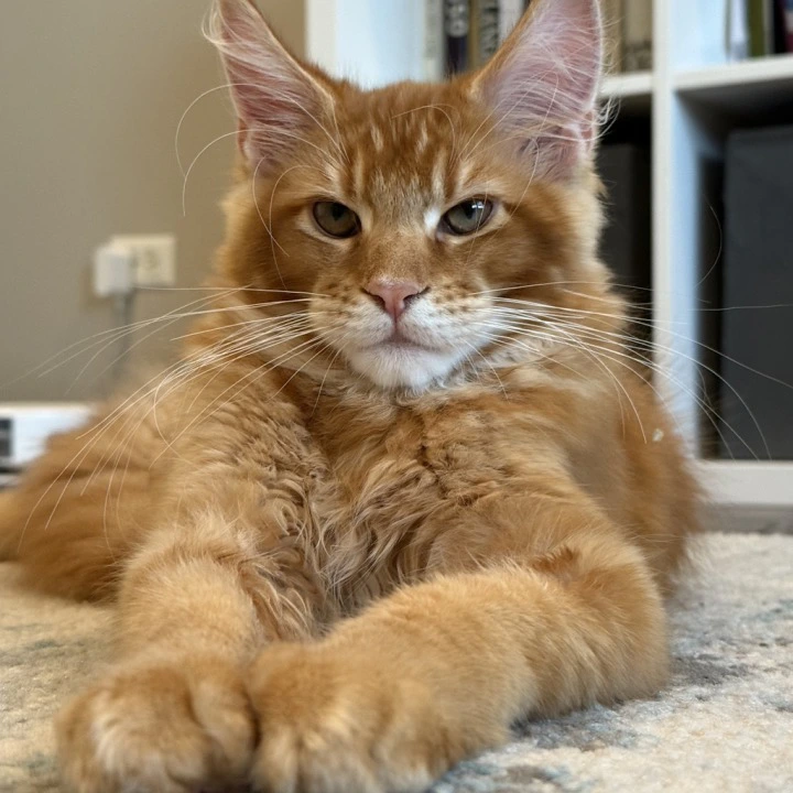 Orange Maine Coon Kittens | Kitten for sale. 
