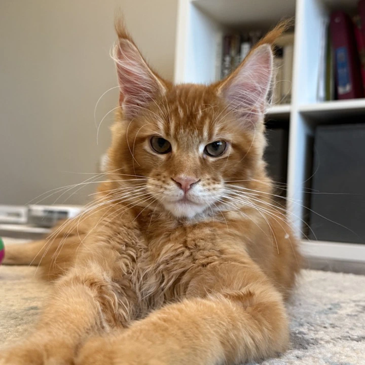 Orange Maine Coon Kittens | Kitten for sale. 