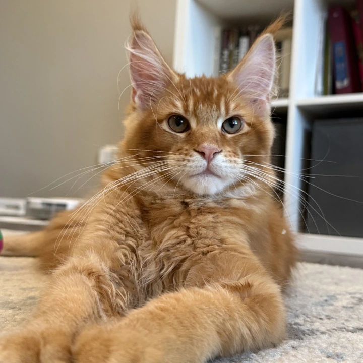 Orange Maine Coon Kittens | Kitten for sale. 