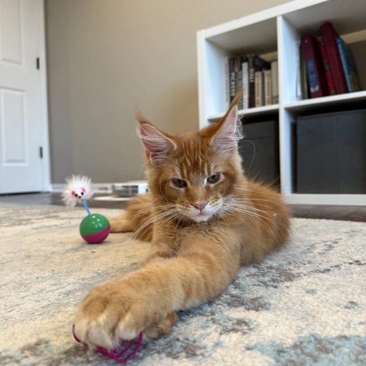 Orange Maine Coon Kittens | Kitten for sale. 