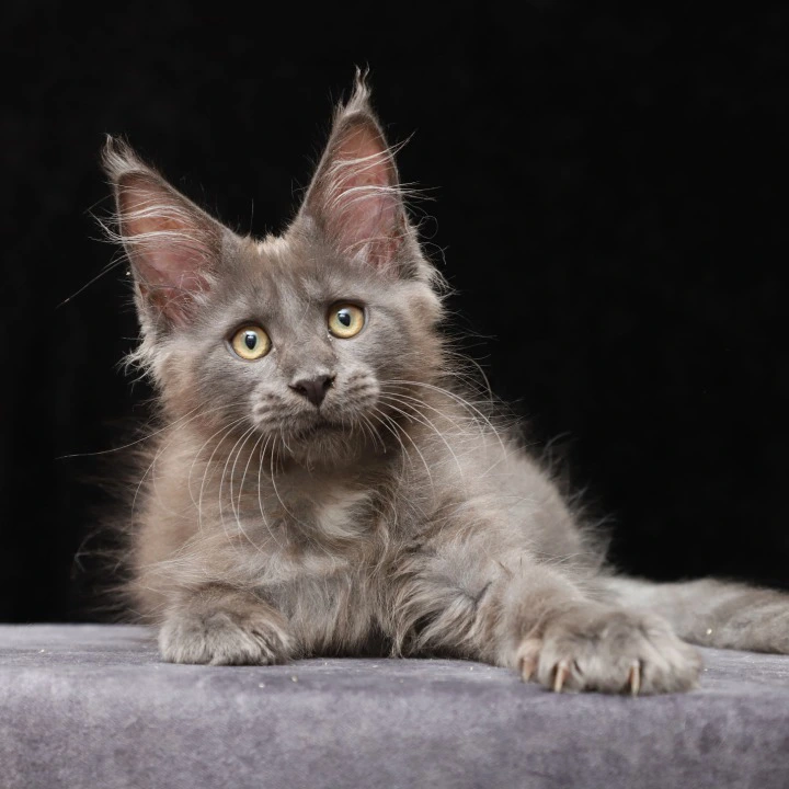 Jinn Maine Coon Kittens | Kittens for sale. 