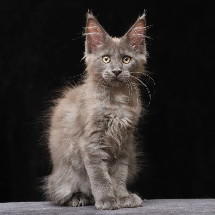 Jinn Maine Coon Kittens | Kittens for sale. 