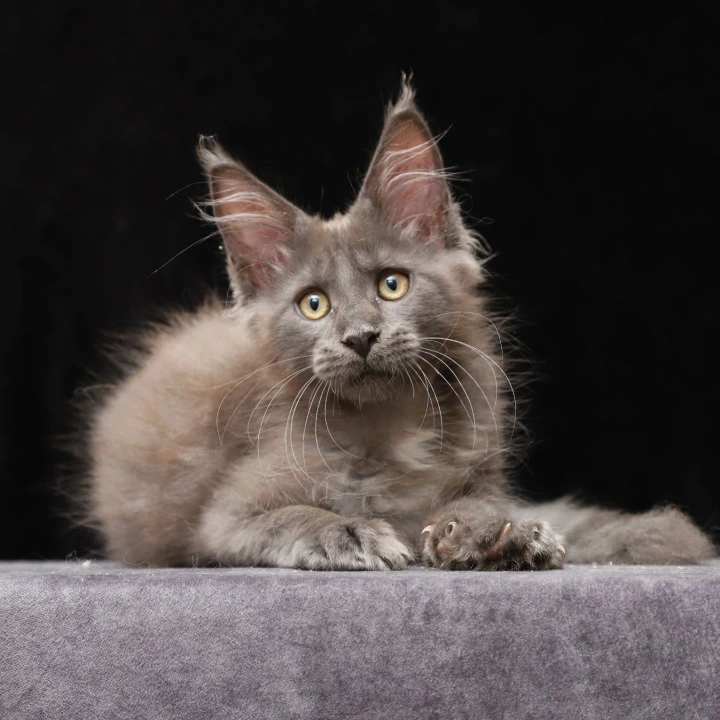 Jinn Maine Coon Kittens | Kittens for sale. 