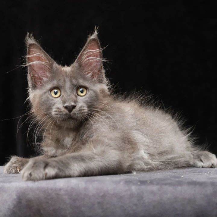 Jinn Maine Coon Kittens | Kittens for sale. 